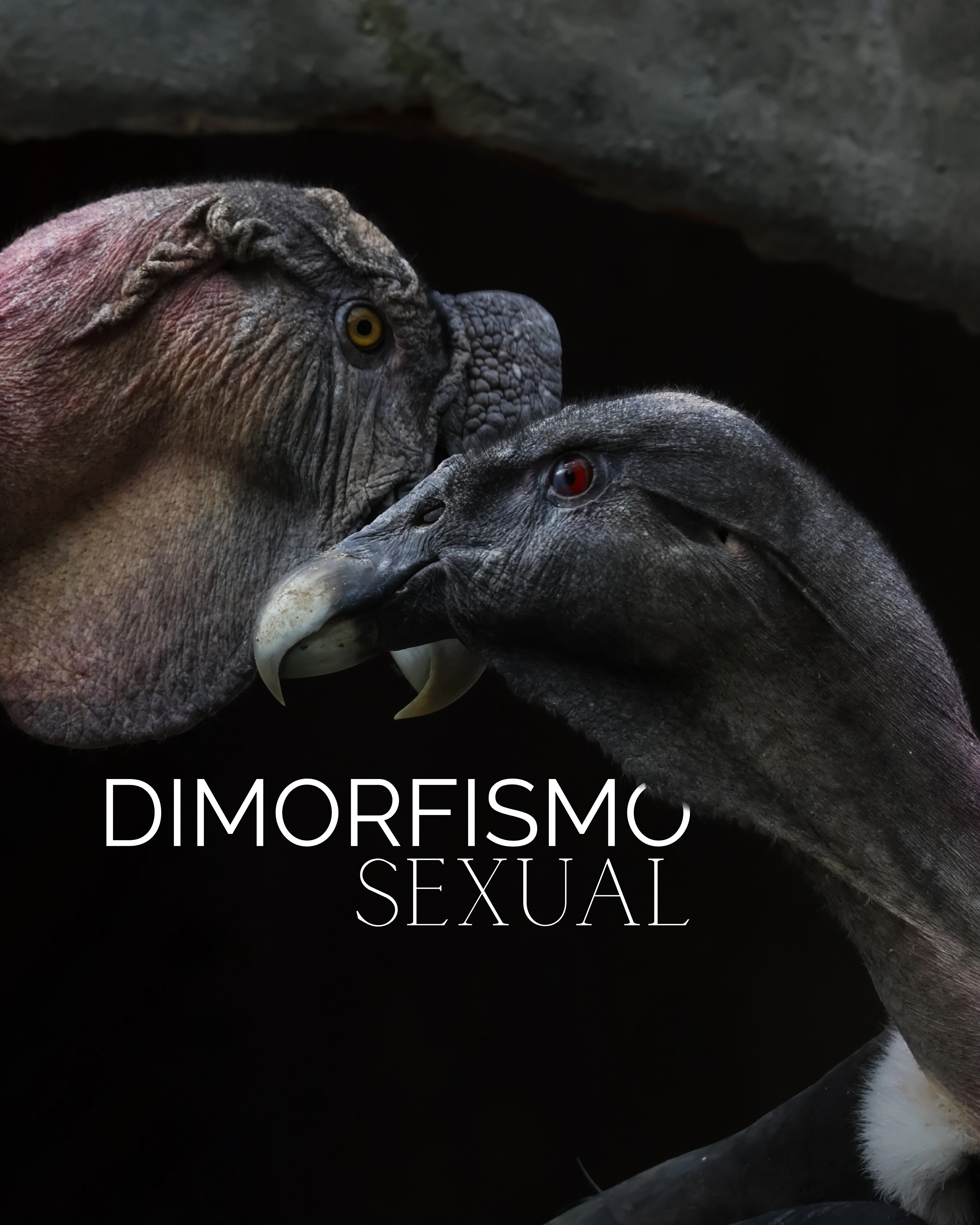 Cóndor Andino sobrevolando